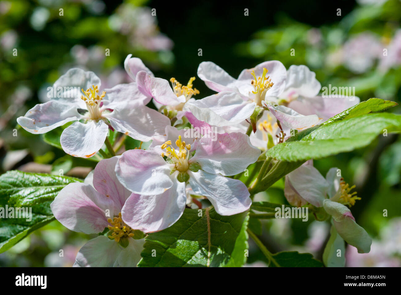 English orchard hi-res stock photography and images - Alamy