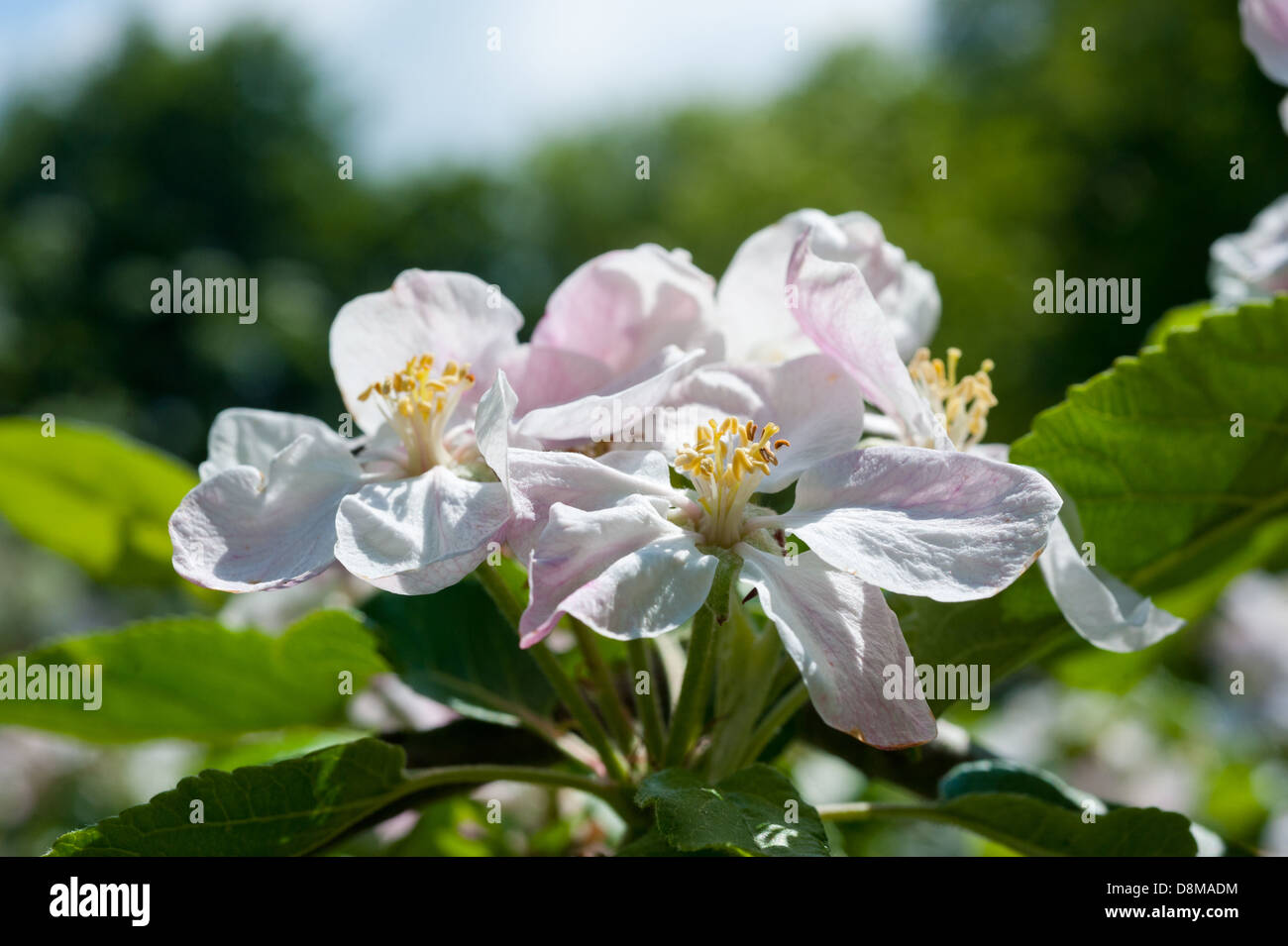 English orchard hi-res stock photography and images - Alamy