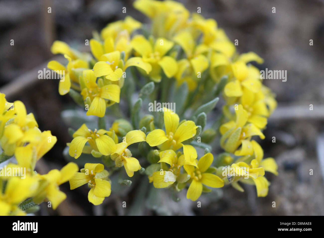 Physaria congesta flowers flowering. Stock Photo