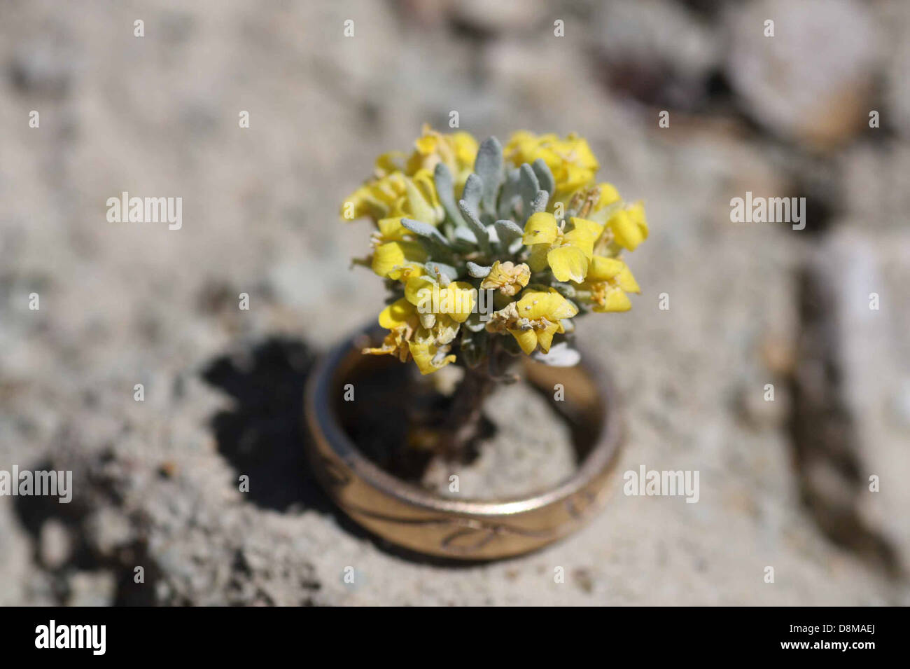 Physaria congesta plant in ring dudley bluffs bladderpod. Stock Photo