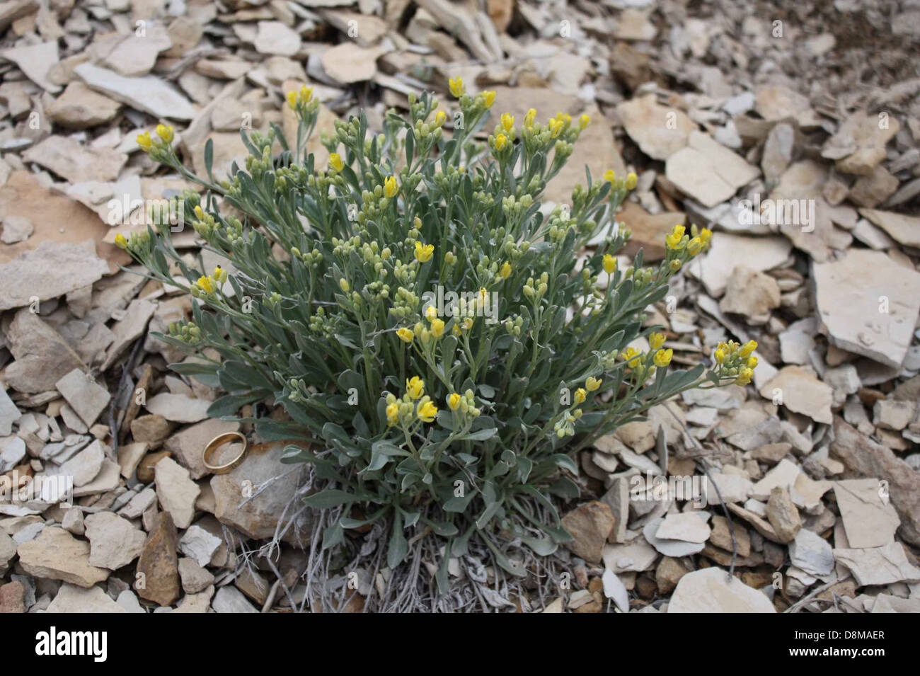 Physaria obcordata flora twinpod plant flower. Stock Photo