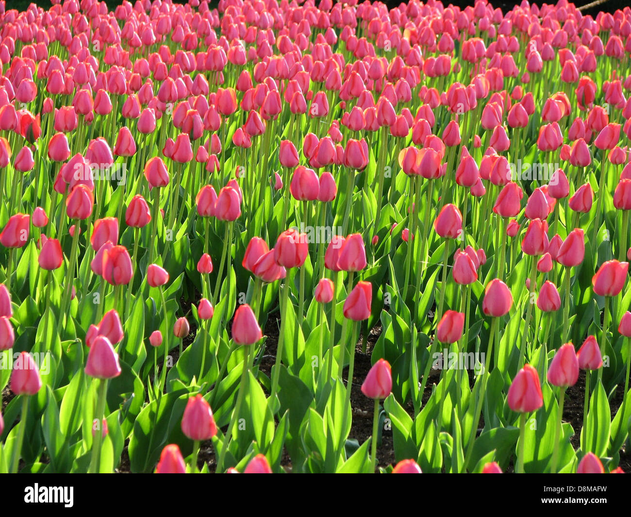 Cinematic Red and Pink Tulip Heart in a Lush Field of Beauty Stock