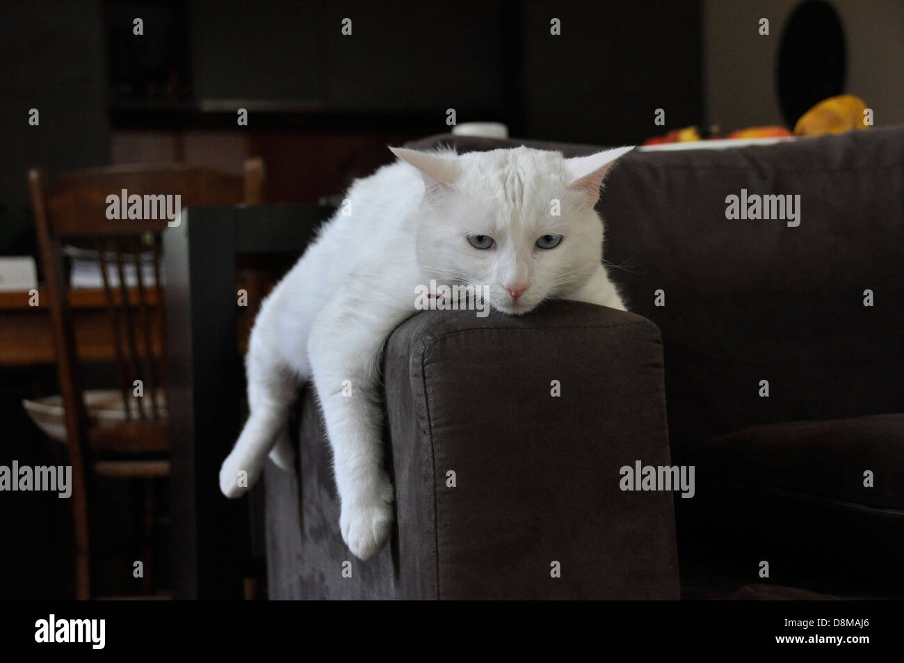 White cat Turkish Van with blue eyes pink ears splay  chilling on brown sofa arm different angles front on side on and full on. Stock Photo