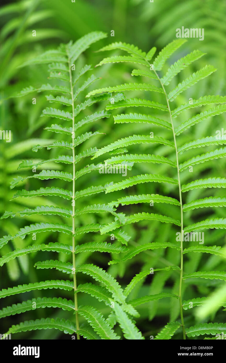 Green fern tree hi-res stock photography and images - Alamy