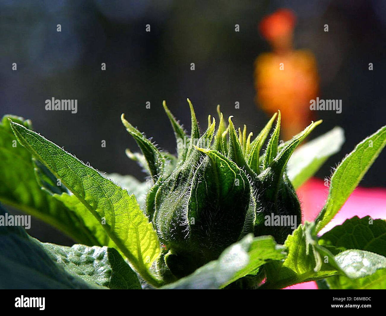 Sunflowers green plants Stock Photo Alamy