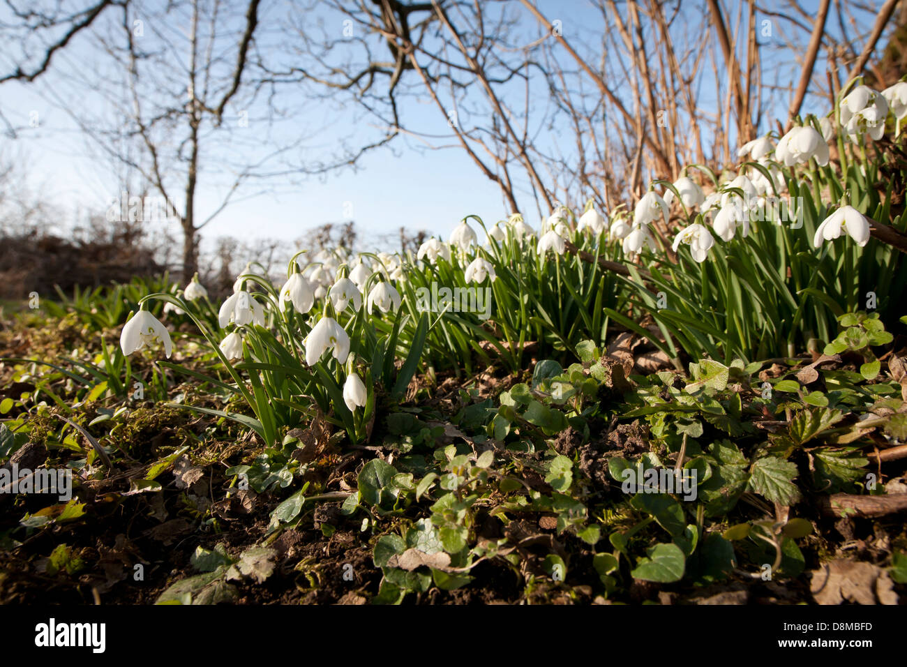 A low shot of a small clump of snowdrops on a grassy bank with tree and blue sky in background Stock Photo