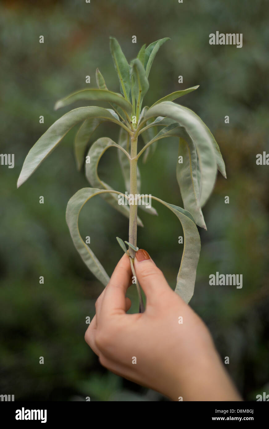 Sage burning hires stock photography and images Alamy