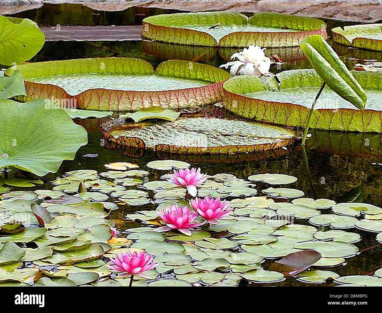 Water lily pads ponds Stock Photo Alamy