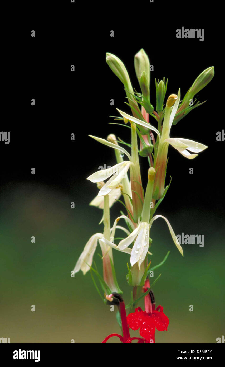 White cardinal flower lobelia cardinalis interspersed with green and red. Stock Photo