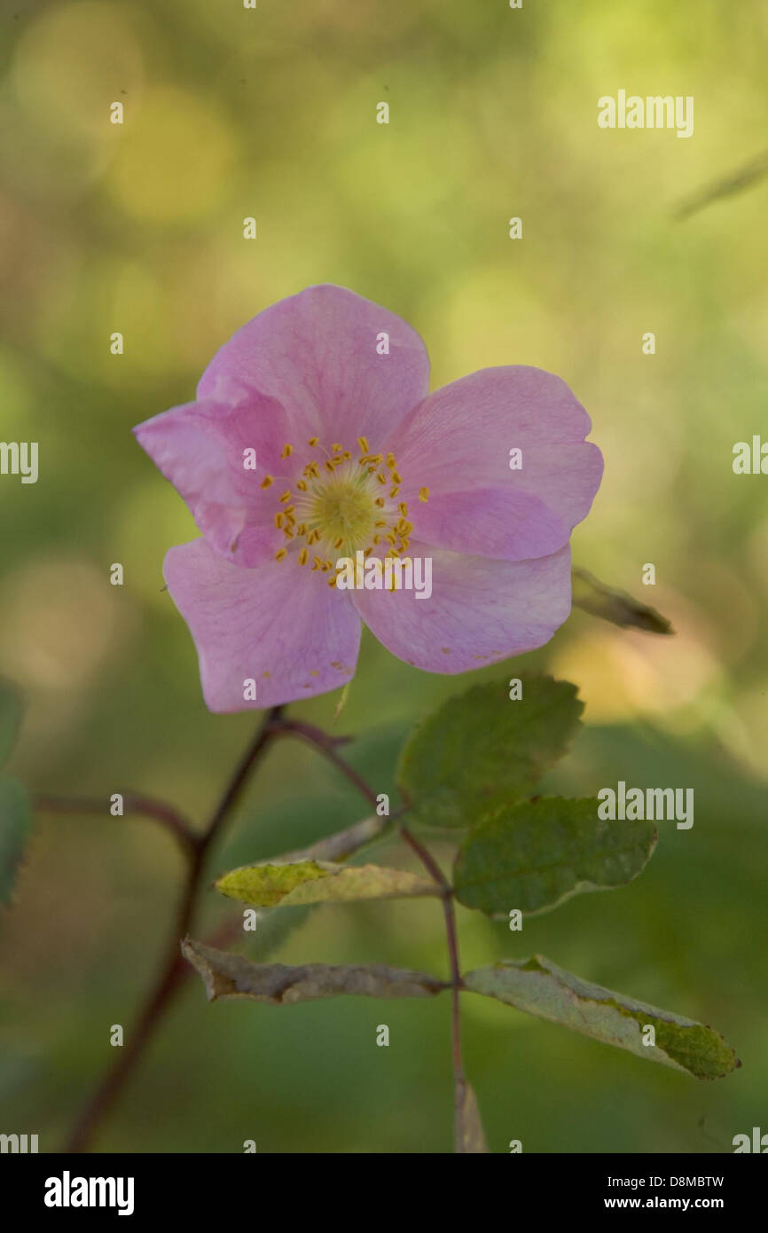 Rose habitats hi-res stock photography and images - Alamy