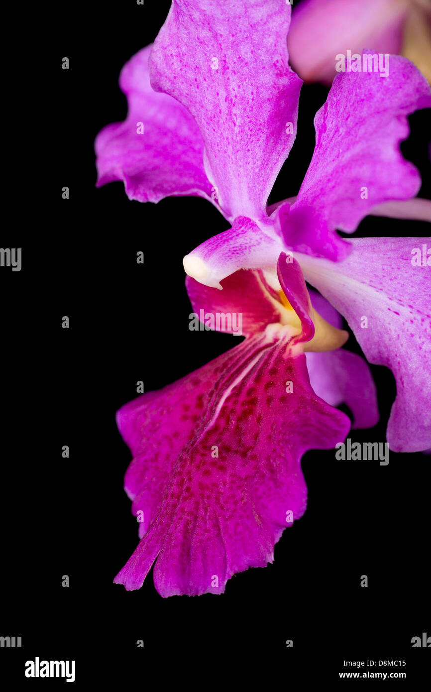 Vanda Miss Joaquim, Singapore's National Flower; unsharpened file Stock Photo
