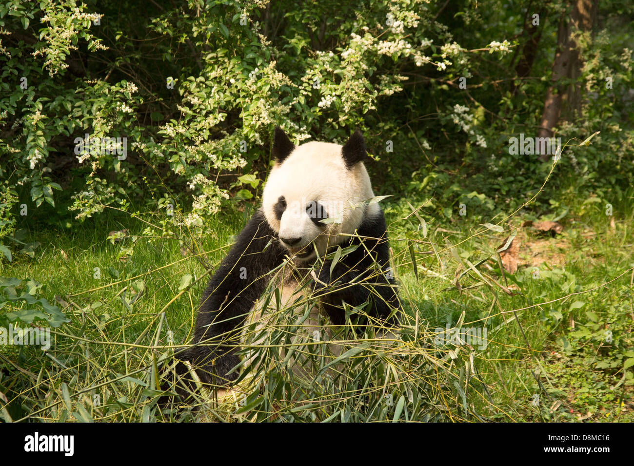 Giant Panda in Chengdu China bamboo feeding Stock Photo - Alamy