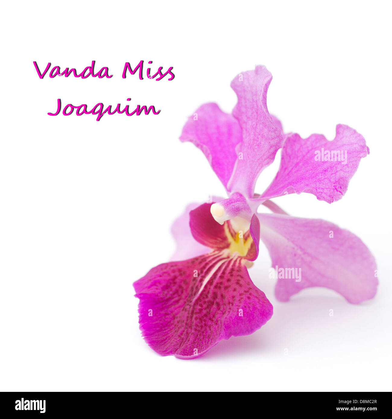 Vanda Miss Joaquim, Singapore's National Flower Stock Photo