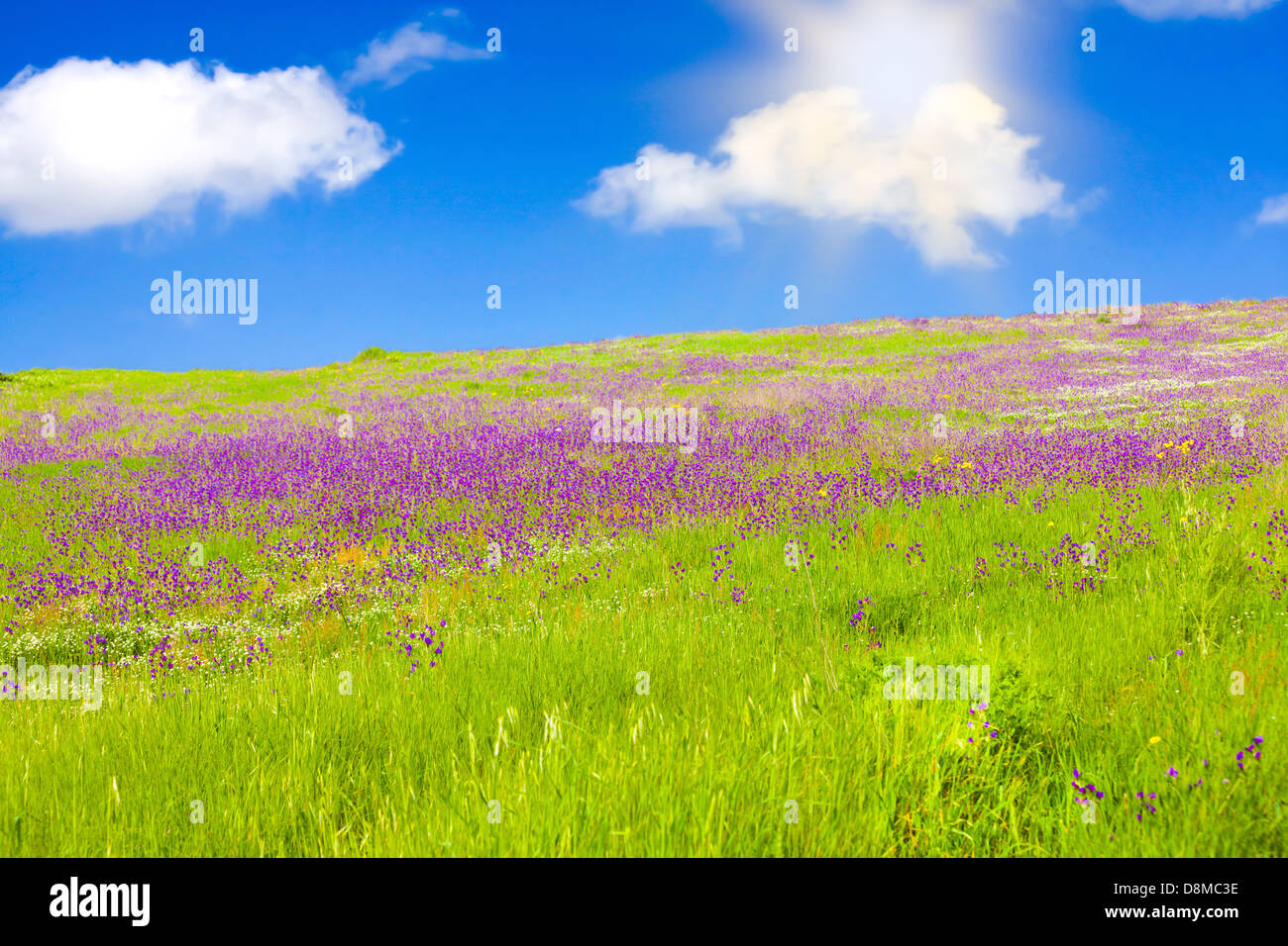 Background with field of purple flowers and blue sky Stock Photo - Alamy