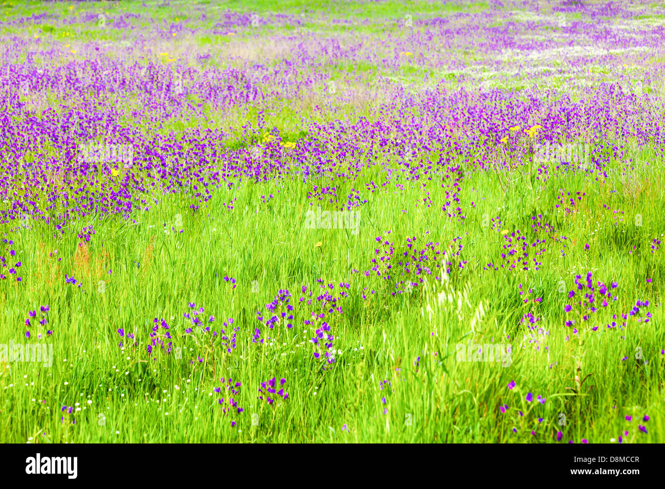 Background with field of purple flowers and green grass Stock Photo - Alamy