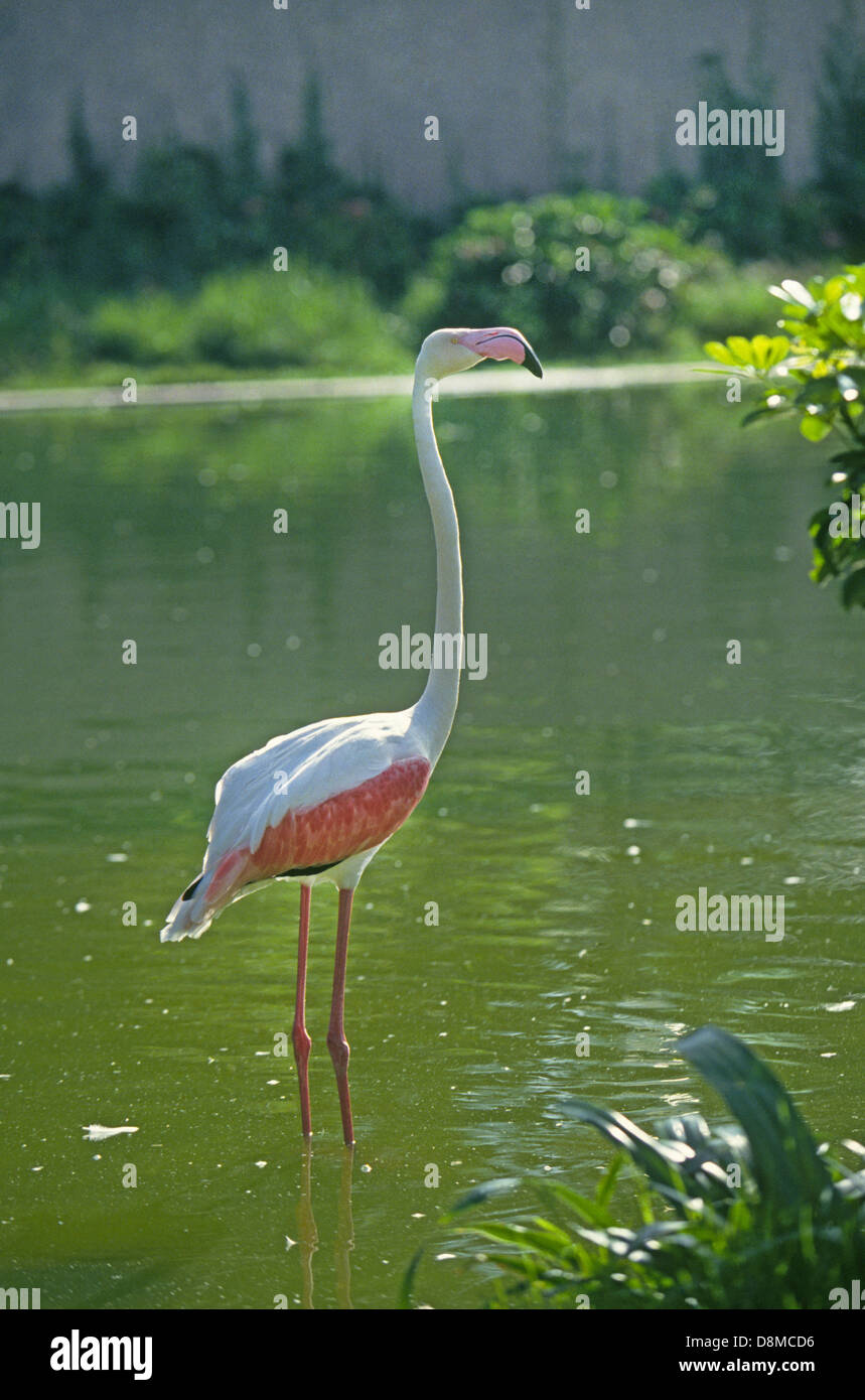 American Flamingo, hoenicopterus ruber Stock Photo