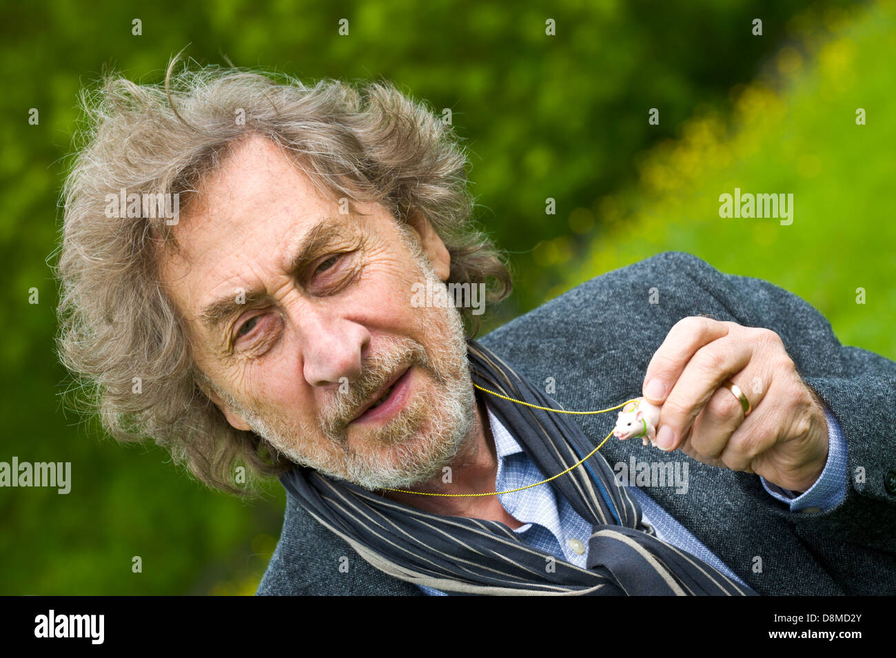 Howard Jacobson with novelty pig that his wife bought him as a present for winning the 2013 Bollinger Everyman Wodehouse Prize for Comic Fiction for his novel 'Zoo Time' pictured at Hay Festival 2013 Hay on Wye Powys Wales UK Stock Photo