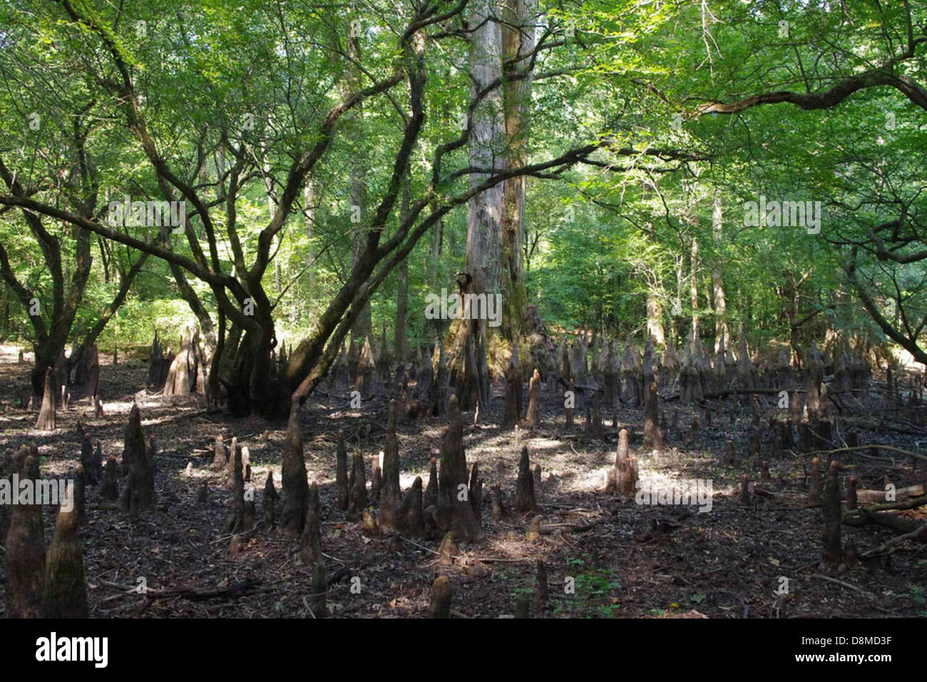 Cypress tree knees Stock Photo Alamy