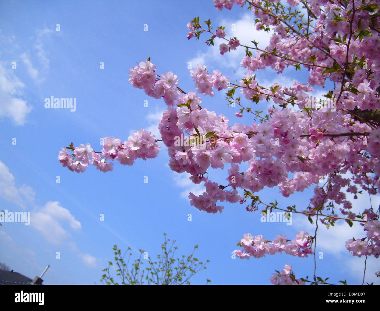 A cherry tree in full bloom, with vibrant pink flowers covering its ...