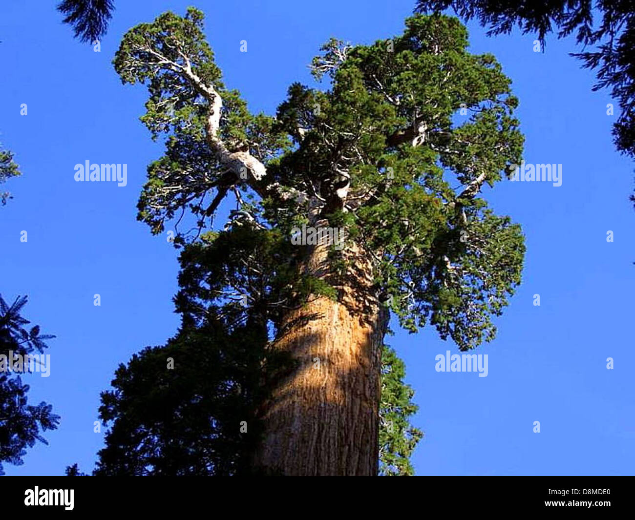 The Grant sequoias, some of the largest trees in the world, are shown ...