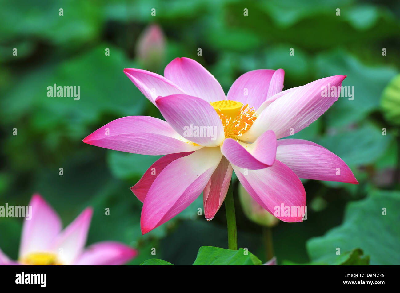 pink lotus flower Stock Photo Alamy