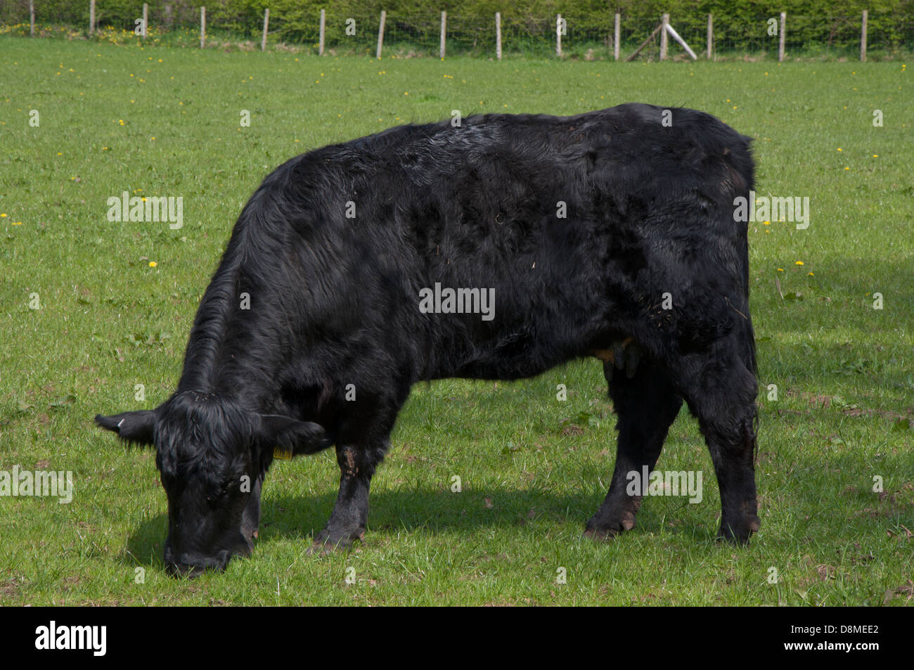 Black cattle grazing in fields hi-res stock photography and images - Alamy