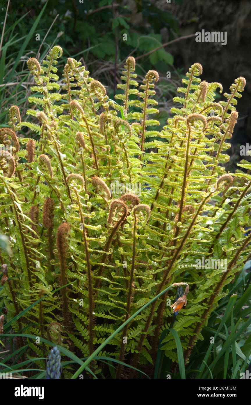 Filicophyta pteridophyta plant fern hi-res stock photography and images ...