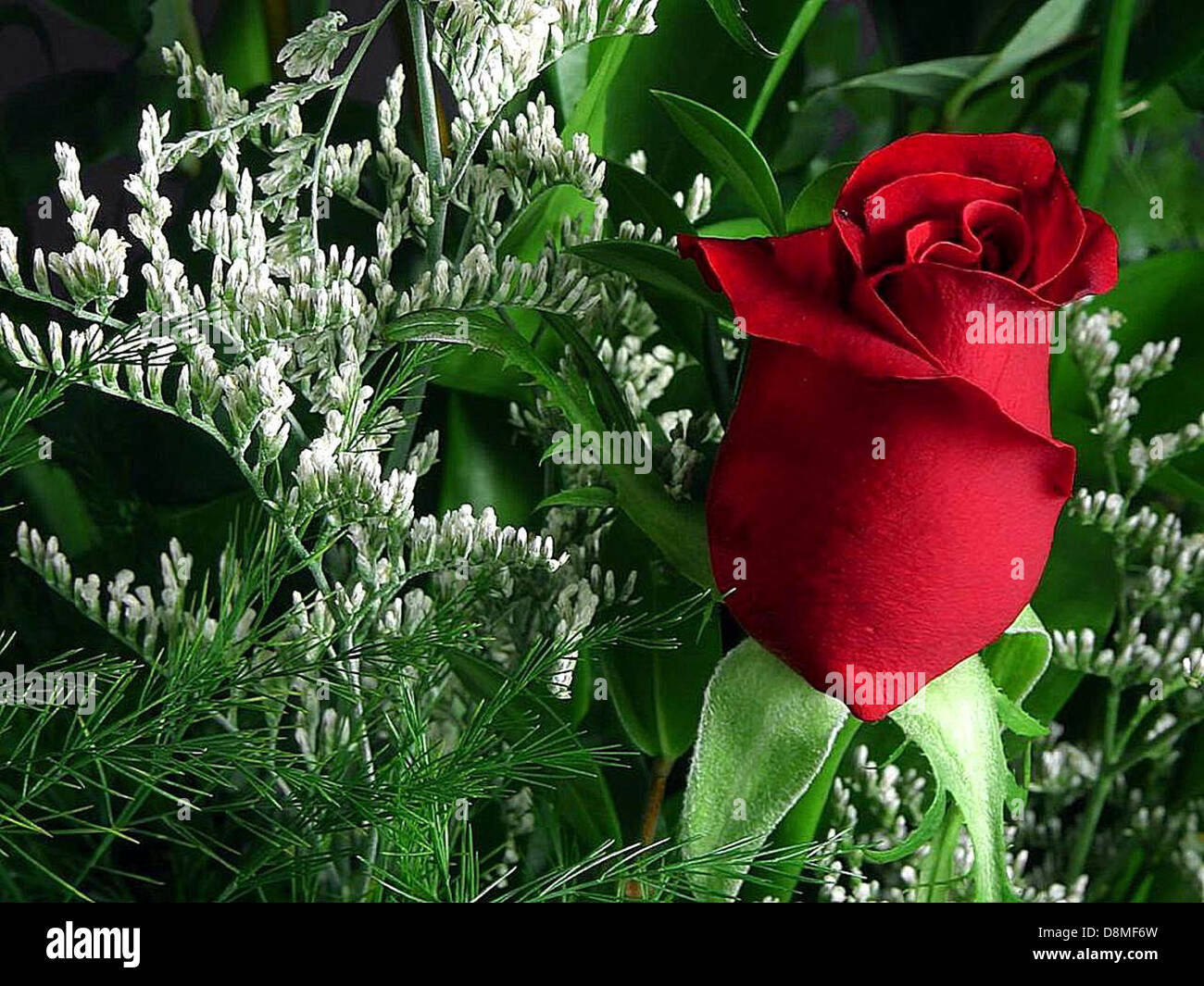 A vibrant bouquet of red roses surrounded by green leaves, showcasing ...