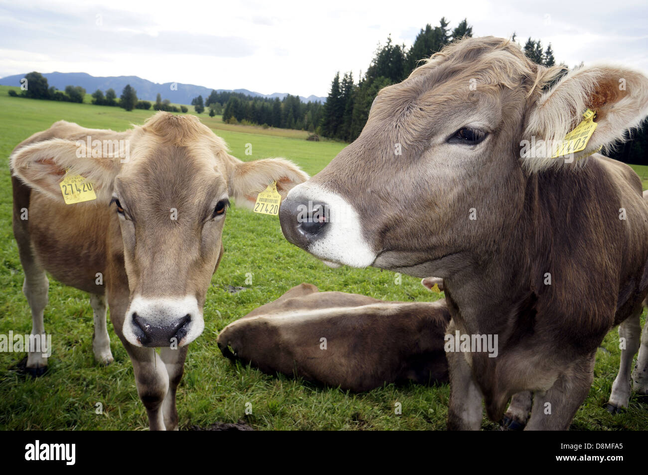 Cows on the meadow Stock Photo - Alamy