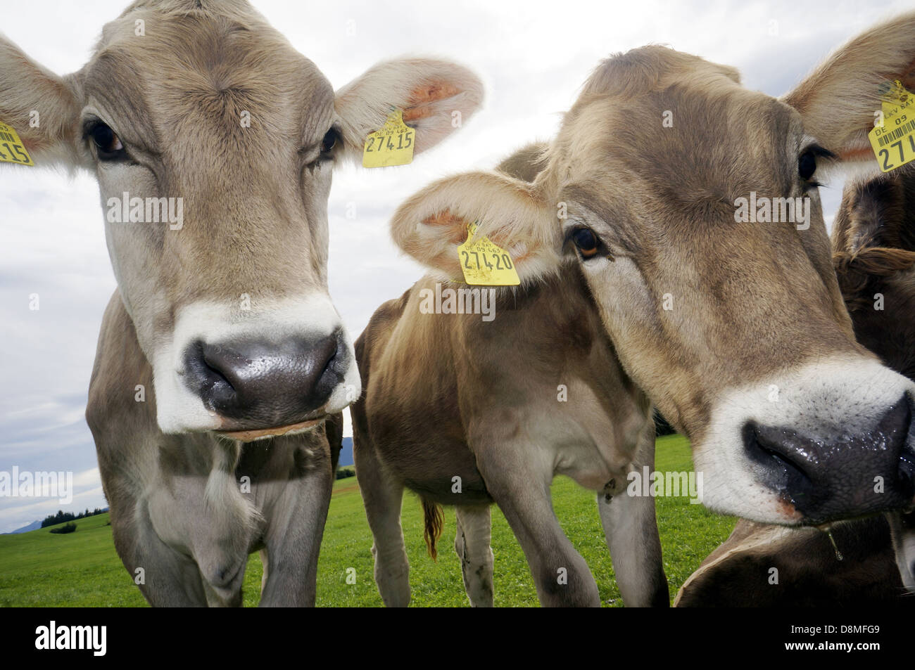 cows on the meadow Stock Photo - Alamy