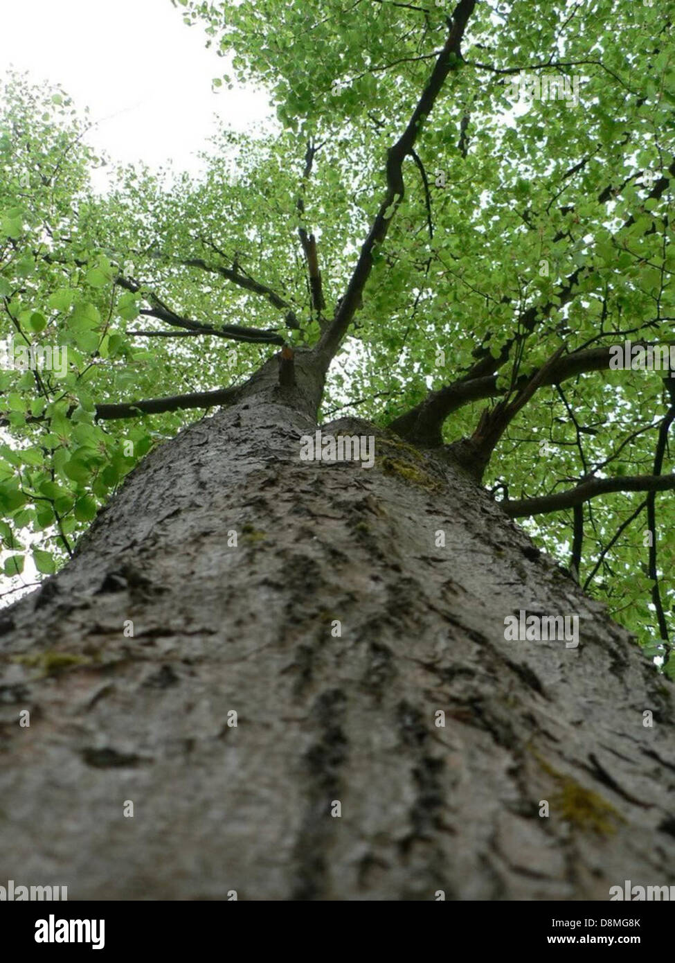A view of trees in a natural setting, showcasing their varied shapes ...