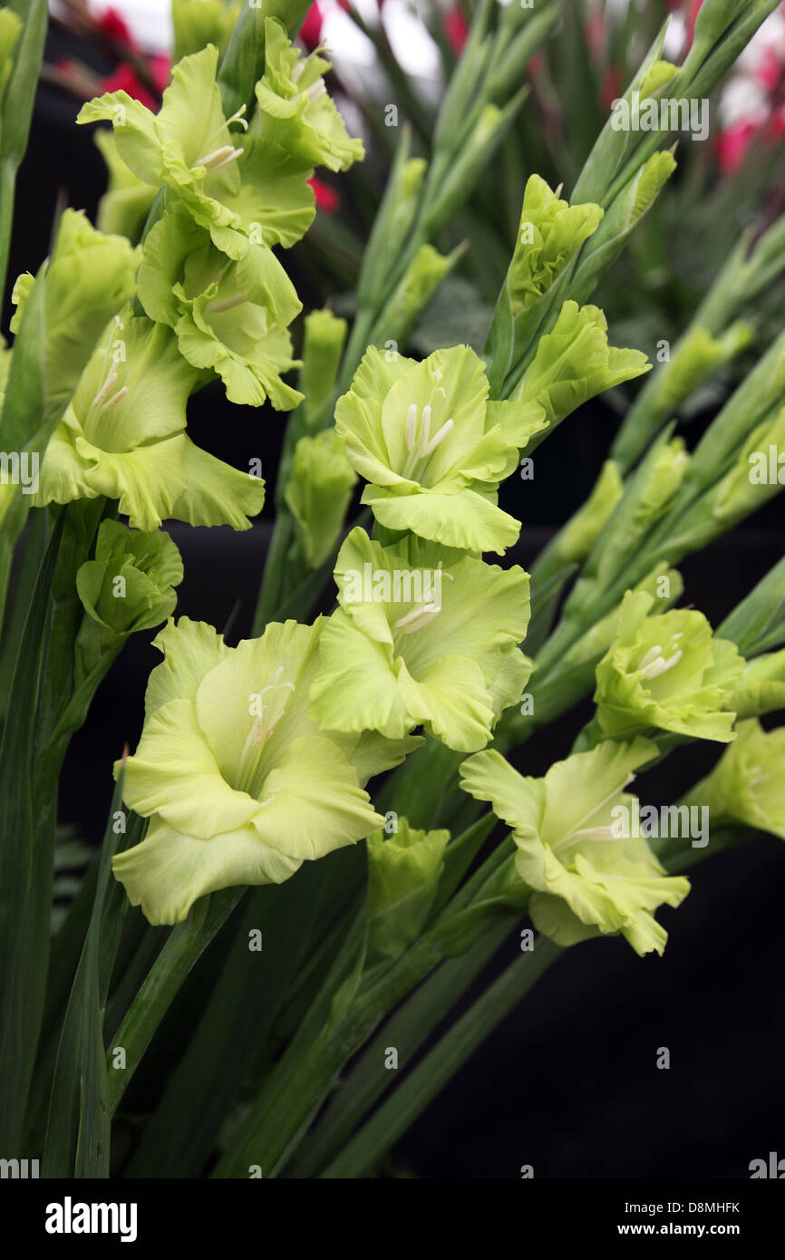 Gladiolus Green Star, shown by Glen's Gardens of Yorkshire at Bloom 2013, Dublin Stock Photo