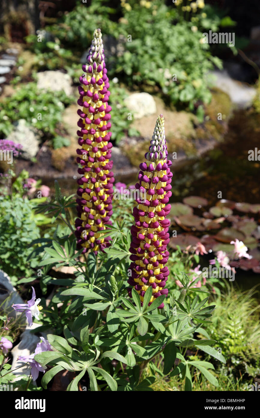 Lupin Manhattan Lights in Fairy Garden, show garden by Kate Kurevleva at Bloom 2013, Dublin Stock Photo