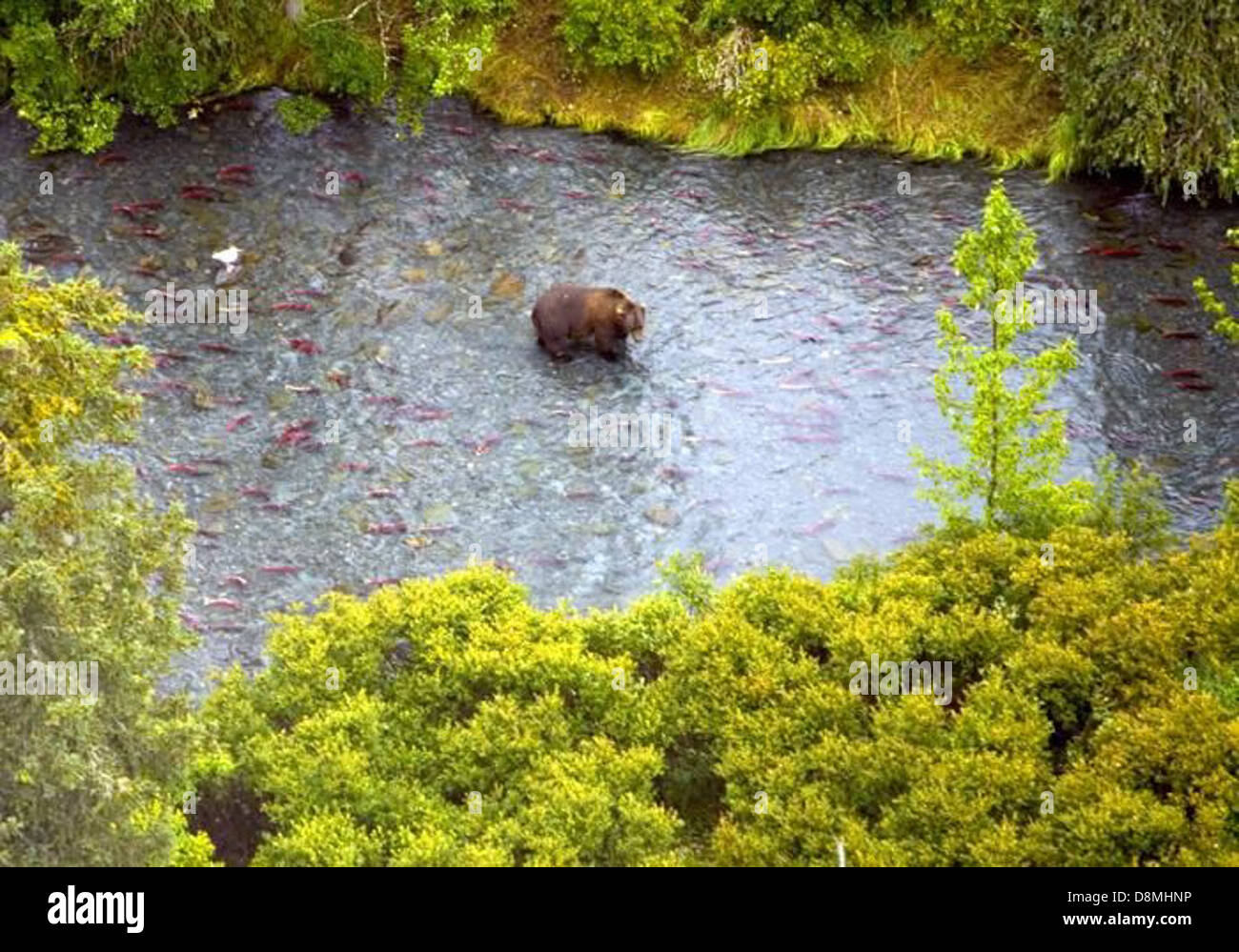 Brown bear in the upper Russian river. Stock Photo