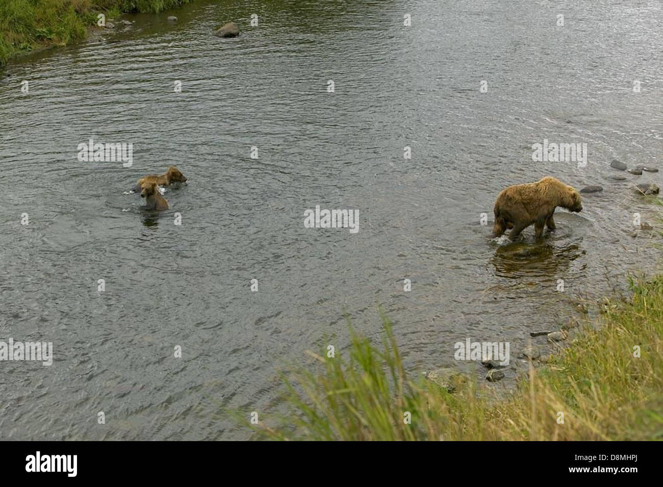 A brown bear sow with her two cubs in a river, the trio moving through ...