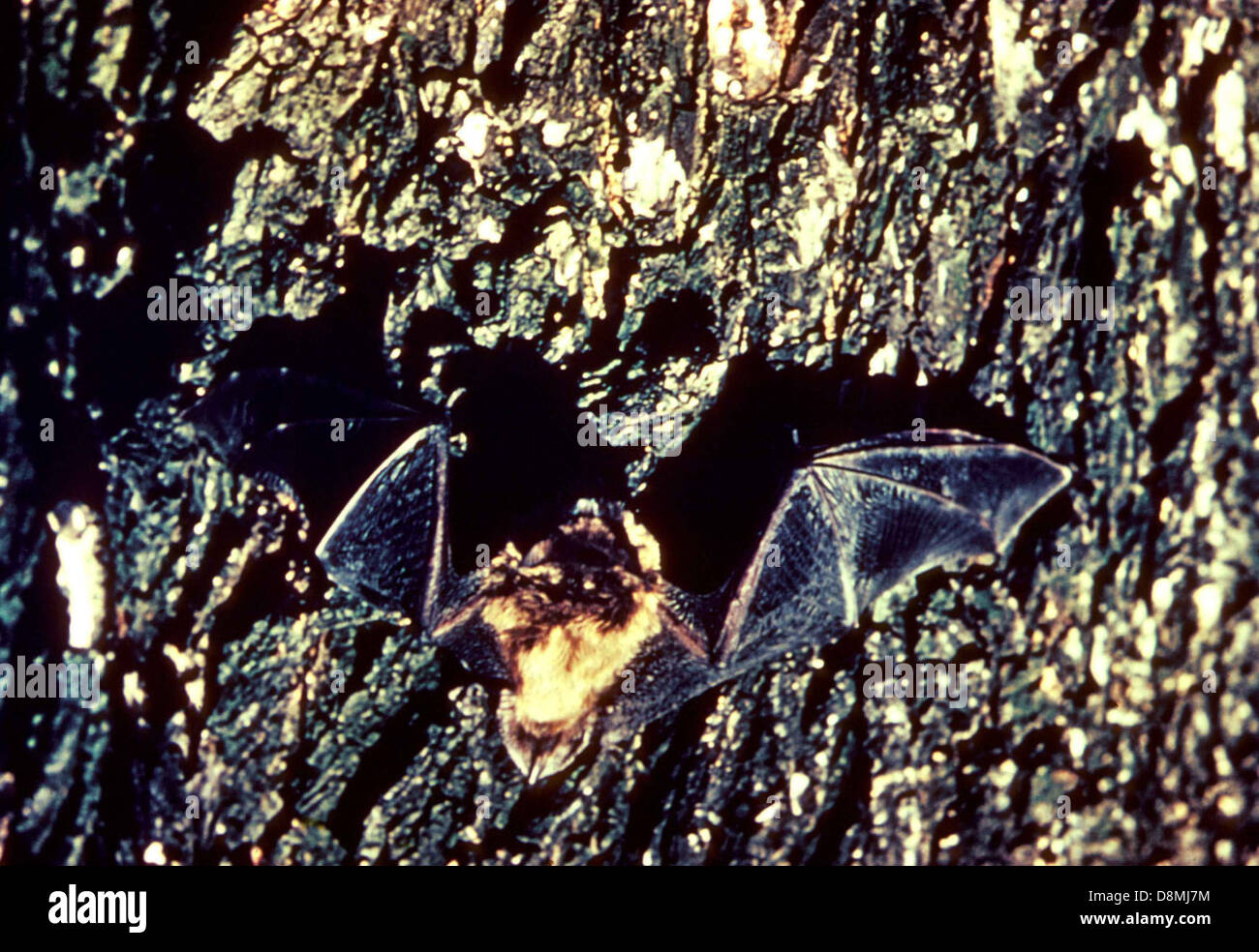 Little brown bat flying hi-res stock photography and images - Alamy