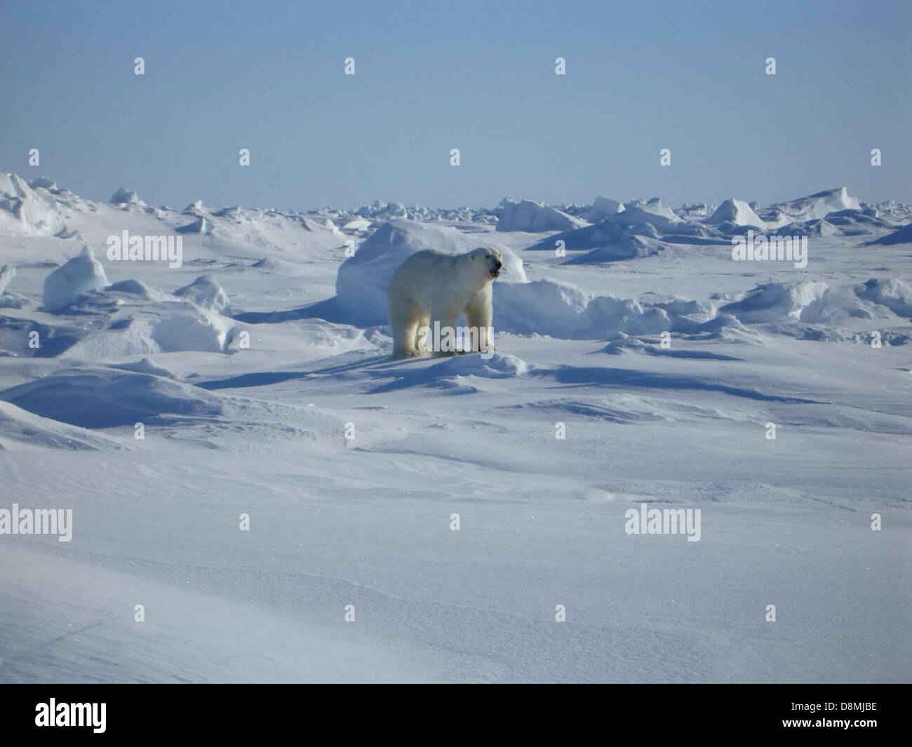 A polar bear (Ursus maritimus), known for its white fur, is shown in ...