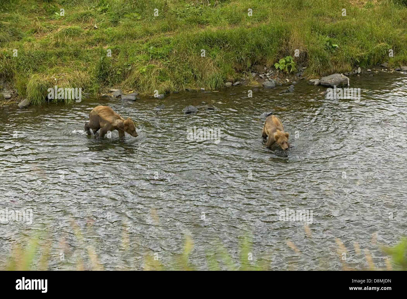Two brown bear cubs in river ursus arctos Stock Photo - Alamy