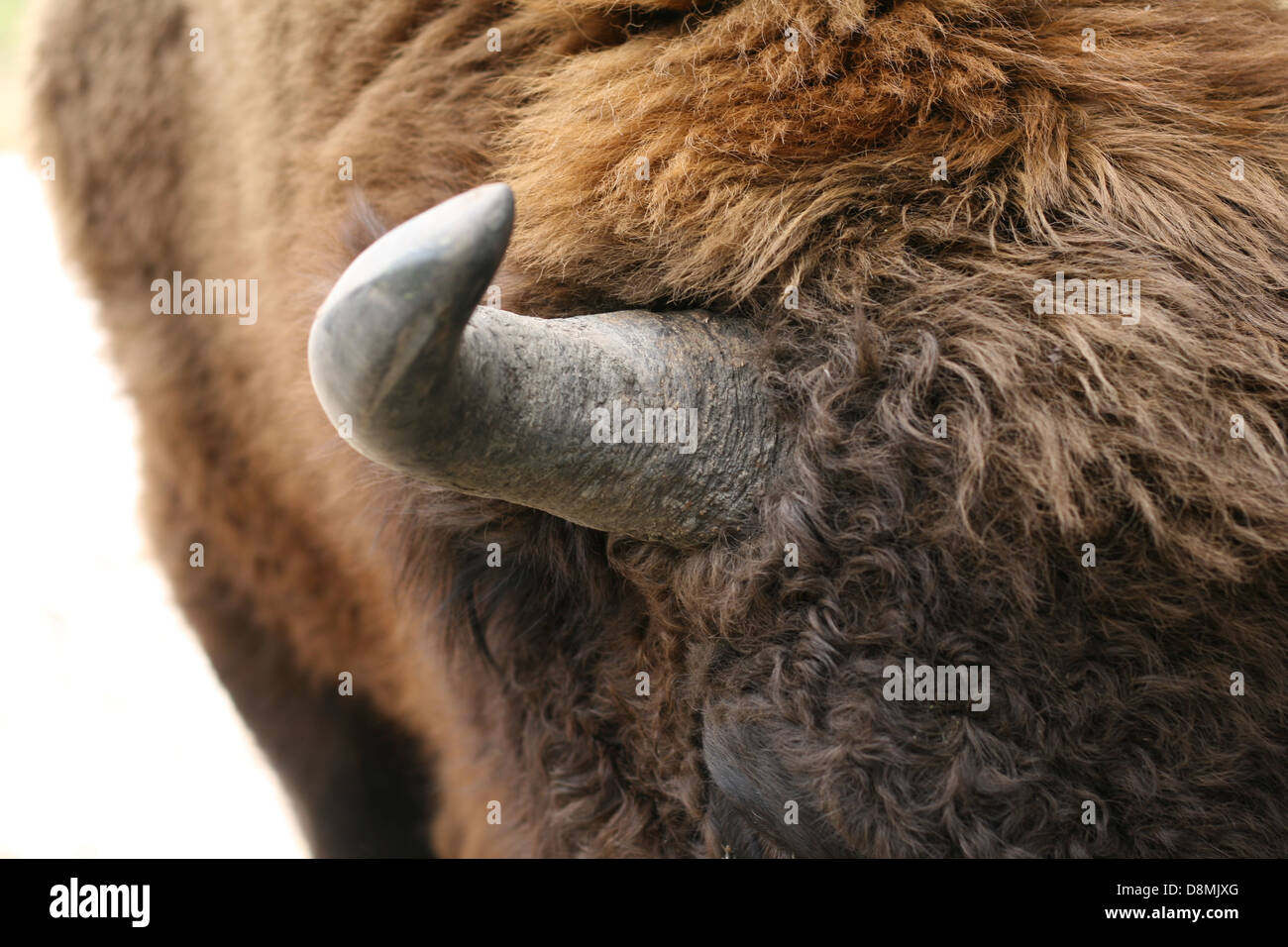 Bison horn hires stock photography and images Alamy