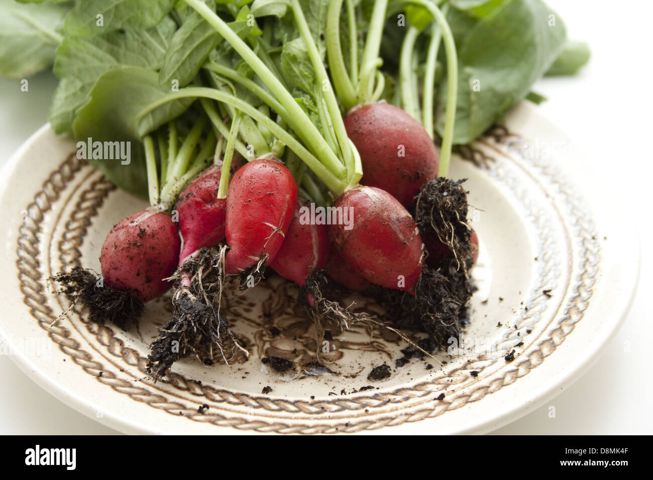 Radish with leaves Stock Photo Alamy