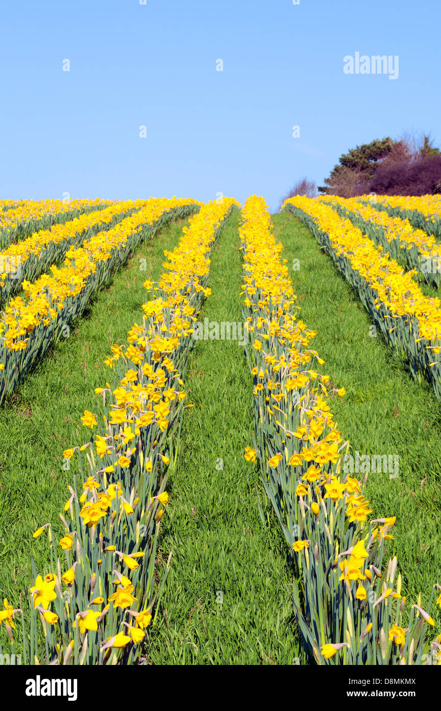 Daffodil field hires stock photography and images Alamy