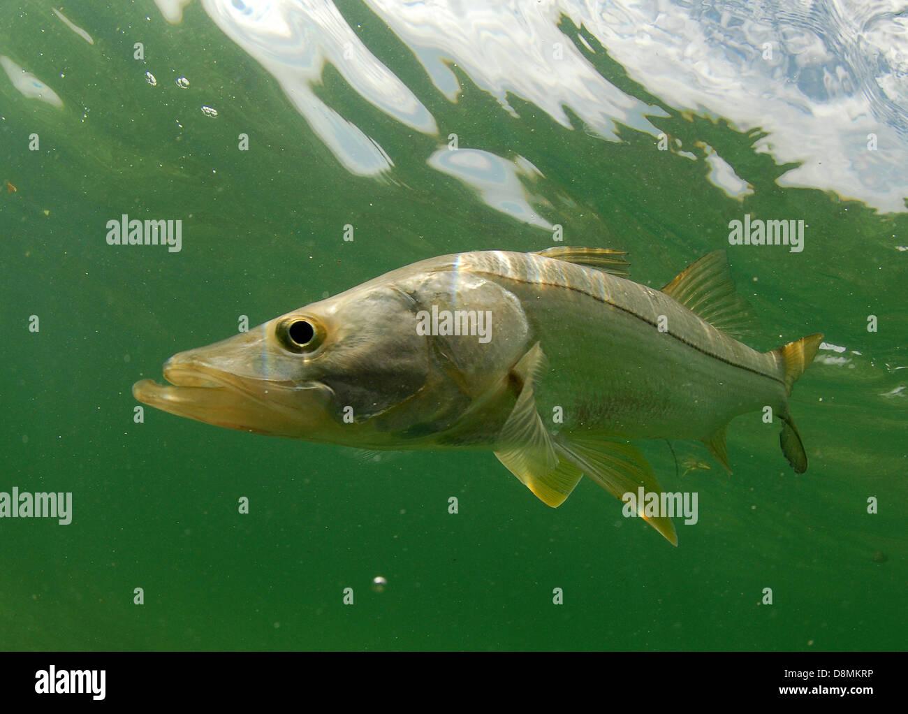 Snook fish swimming in the Atlantic Ocean off the coast of Florida Stock Photo