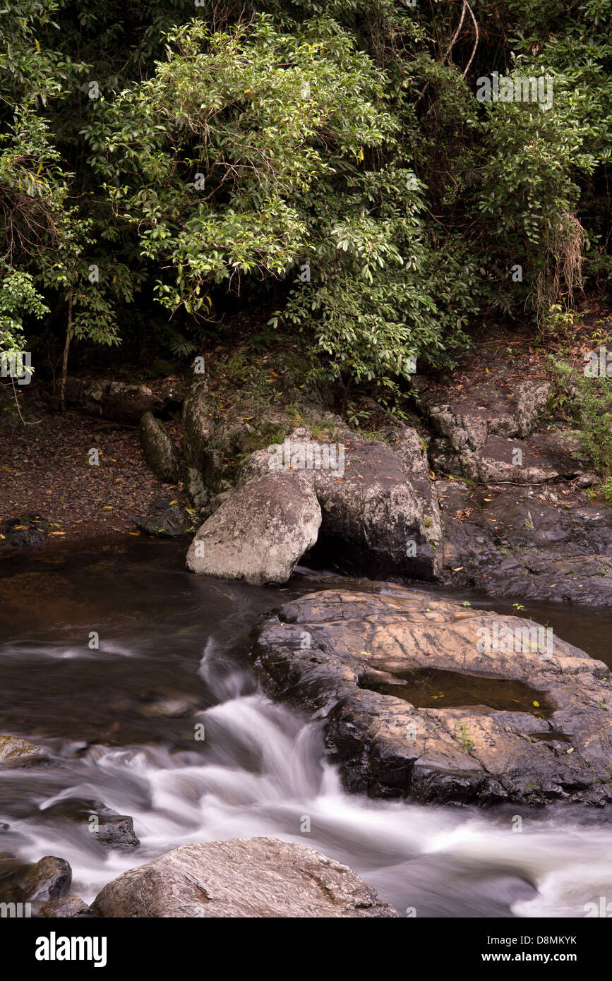 Rainforest at the Crystal Cascades near Cairns, Far North Queensland, Australia Stock Photo