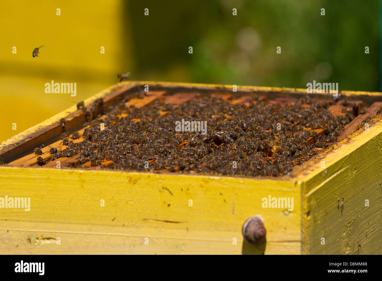 Beehive with bees Stock Photo Alamy Beehive with bees Stock Photo Alamy