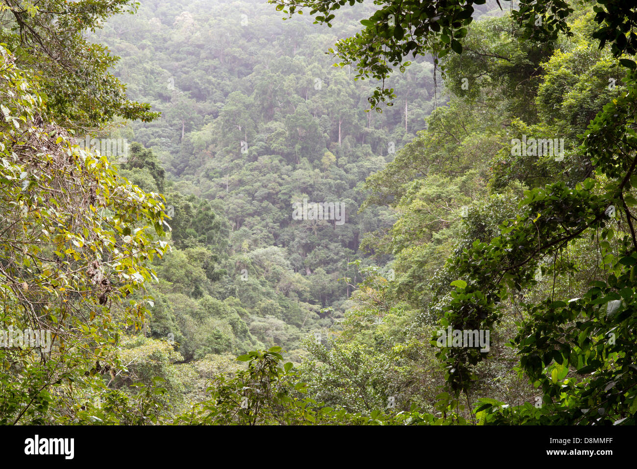 Rainforest at the Crystal Cascades near Cairns, Far North Queensland, Australia Stock Photo