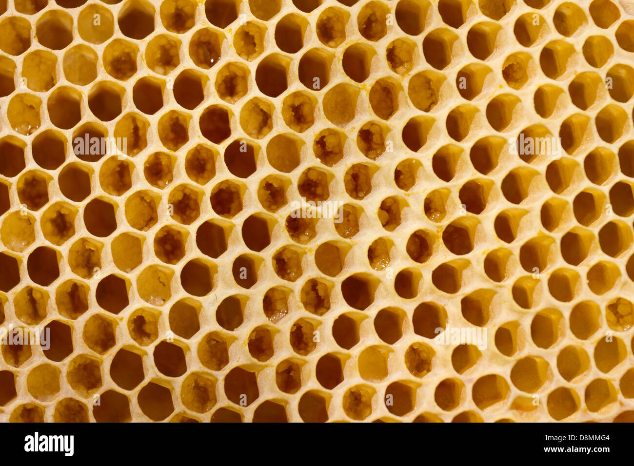 Honeycomb cells close-up with honey Stock Photo