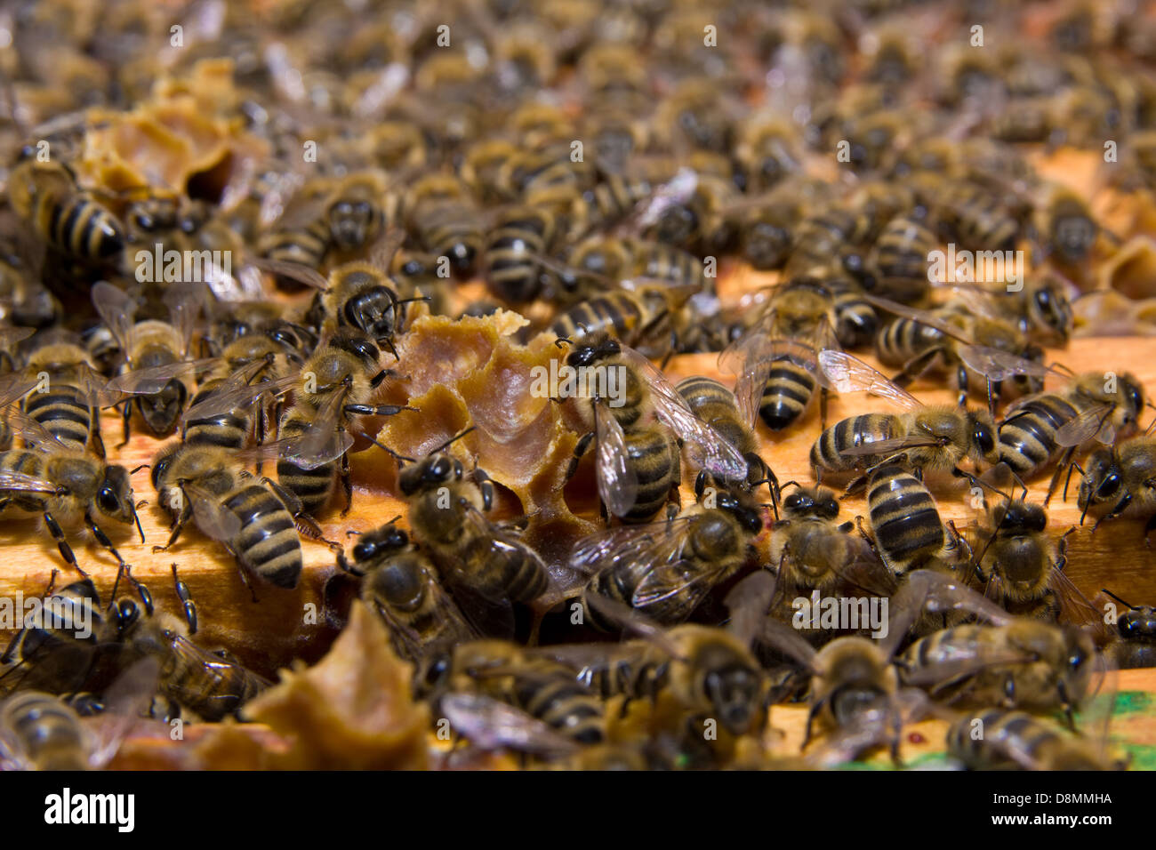 Honeycomb with honey and bees Stock Photo