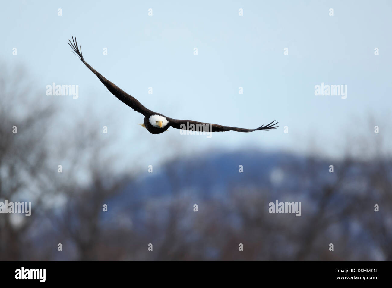 A Bald Eagle (Haliaeetus leucocephalus) hunting over the Mississippi River in winter - Minnesota, USA. Stock Photo