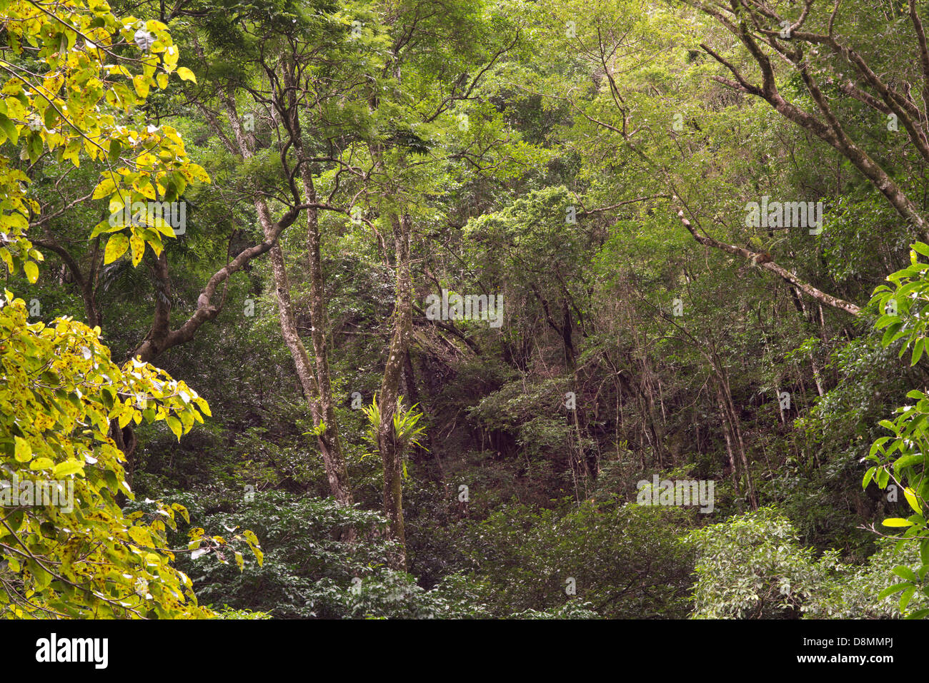 Rainforest at the Crystal Cascades near Cairns, Far North Queensland, Australia Stock Photo