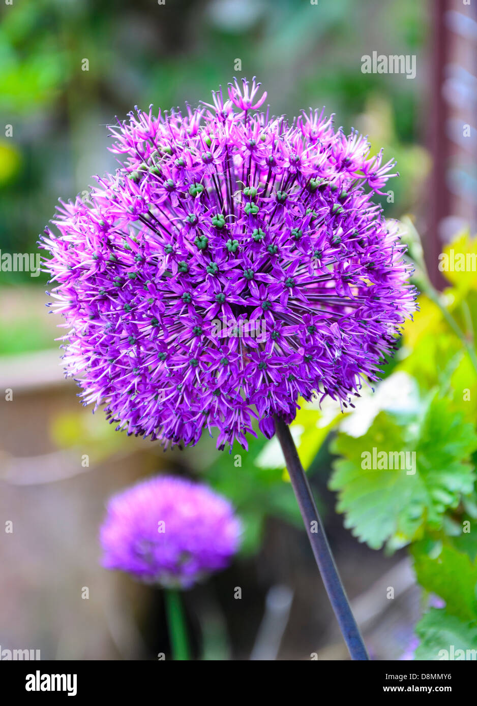 Allium flower globes, a flowering ornamental onion. Stock Photo